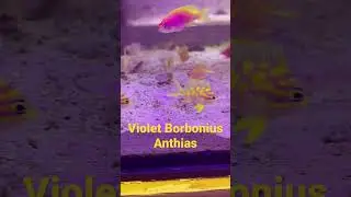 Beautiful Borbonius Anthias 12/05/2022