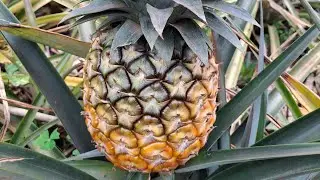 How to grow pineapples from suckers