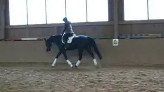 BM Sportpferde/ Don Royal
