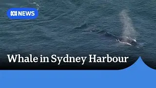 Rescue operations to resume to free entangled whale in Sydney Harbour
