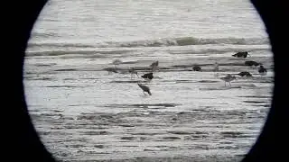Hudsonian Godwit, Limosa haemastica, Rio Gallegos, Argentina, 24 Mar 2012