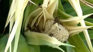 The Amazing Role of Honey Bees: Guardians of Our Ecosystem