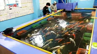 鯉が無限にいる地元の釣り堀に行ってみた【沖縄】