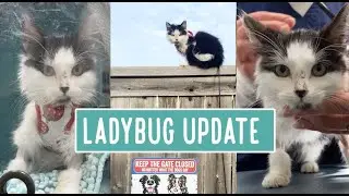 Ladybug Update