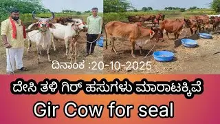 ಗಿರ್ ಹಸುಗಳು ಮಾರಾಟಕ್ಕಿವೆ Desi Gir Cow for seal  Kankrej Cow for seal  in Karnataka 20-10-2025