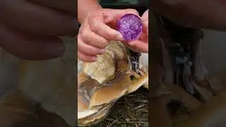 😱😱The pearl treasure inside the giant pearl clam