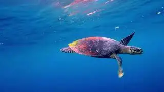 Relaxing Music with Ocean Horizon, Beautiful Piano, Stress Relief, Meditation