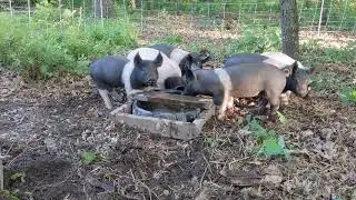 Helping Cute Pigs Drink From A Water Barrel - Day 1