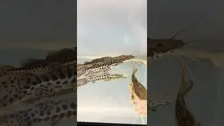 Leopard catfish and tiger catfish #beautifulaquariumfish #shorts #ymt63