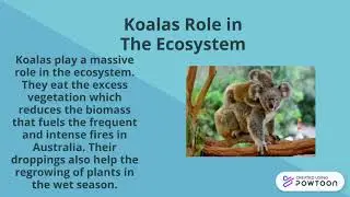 Koalas