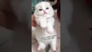 When your kitten drinks too much milk