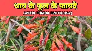 धाय के फूल के फायदे । Dhatki puspa benefits and uses . Benefits of dhatki herb.#woodfordiafruticosa