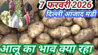 7 फरवरी 2026 #दिल्ली आजादपुर मंडी नया # आलू का होलसेल भाव#Aalu potato price today