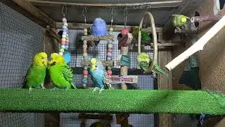 Budgie Love 💕 Budgie Morning Routines