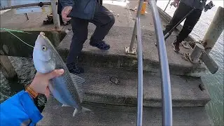Back on the Wharf - NZ Basic Fishing