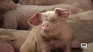 &iquest;Qu&eacute; es ICPOR? Integraci&oacute;n porcina de cerdo blanco e ib&eacute;rico | Trotacampos - CMM