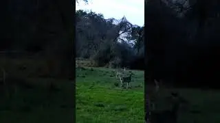 Deer observering #nature #night #outdoors #relaxing #beautiful #happy #wildlife #family #goodnight