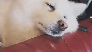 保護犬を迎え一年が経ちました　【成長記録】