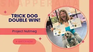 Project Nutmeg: AKC Intermediate AND Advanced Trick Dog!