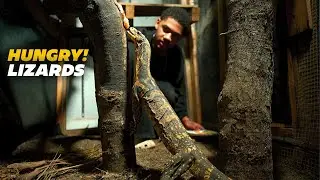 Кормление ящериц-наблюдателей + новый террариум
