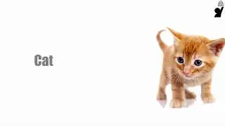 Animals Cat sound and name - English for Children
