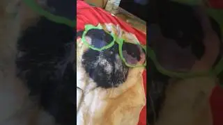His paws, Adorable