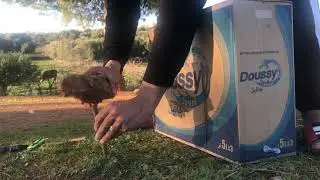 Creative Best Bird Trap Technology - Build Quick Bird Trap Make from Cardboard That Work 100%
