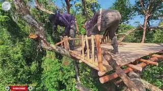 Or the man who built a shelter on giant ancient trees.