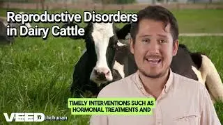 Reproductive Disorders in Dairy Cattle