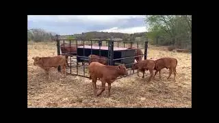 Kalf kruip voer kraal met self feeder   //   Calves creep feed kraal with self feeder