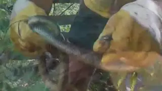 &Auml;skulapnatter h&auml;ngt im Vogelnetz