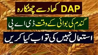 Alternative of DAP Fertilizer in Wheat Crop | Best Fertilizer for Wheat | Kissan Pakistan