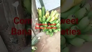 The Most Common 3 Sweet Banana Varieties || From my Faraway Garden🇺🇬 #sShortvideos