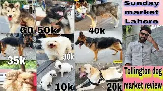 Dog market|Sunday dog market lahore 26-8-24|karachi dog market|Dog food|dogs ki mandi|Dogs for sale|