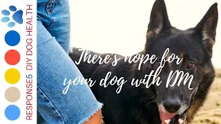 How do you help your dog with DM?
