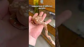 Comparison video of different boa morphs. 6 litter mates and 6 different looks #boa #boamorph
