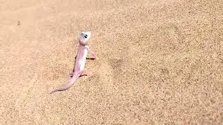 Damaraland, Kunene, Namibia - Drive to Skeleton Coast - Namib Web-footed Gecko