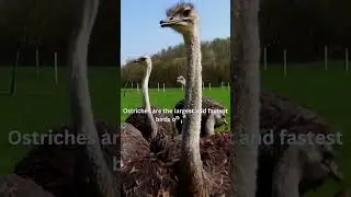 Unveiling the Ostrich: The Largest and Fastest Bird on Land #wildlife #nature #conservation