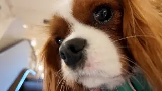 Vanilla visits a temporary dog shop event at a famous Paris department store