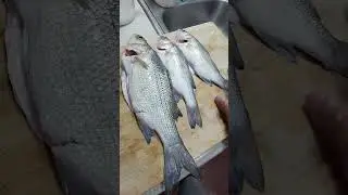 white bass pesca en Houston