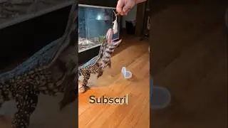 Crazy Lizards #reptiles #reptilelover #petlizard #tegu #lizard #petreptile
