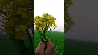Village Cinematic Edit |Cinematic Video |Village vibes |#edit #cinematic🌳🌳🍁🌿🌿🍁