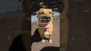 Remember! #dogshorts #life #quotes #happy #dog #pets #doggo #beautiful #enjoy #lifequotes #cutedog