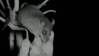 Slender Harvest Mouse Drinks Nectar