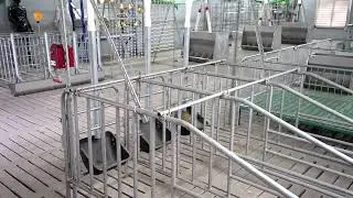 Pig raising equipment, pig farrowing bed, sow gestation box, piglet weaning pen and fattening pen