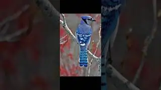 Sierra Blackheat ist eine Tripel Wandlerin! & ihre Tiergestalten sind: (Timberwolf🐺 & Blauh&auml;her🐦!)