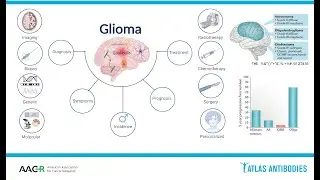 Glioma Biology and Molecular Markers