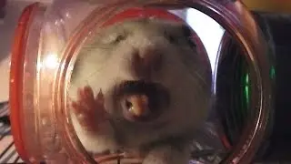 Hammy Hamster - Big Stretch and Yawn