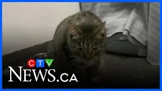 Increased demand for pet food bank