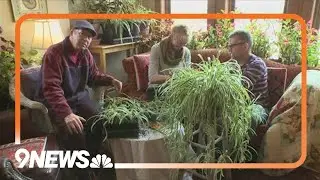 Show your houseplants some love this winter